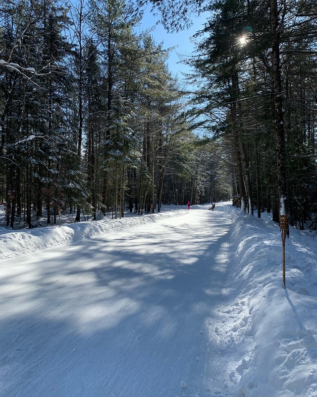 Une piste de patin à glace au milieu de la forêt de sapins