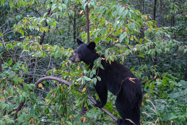 Un petit ours noir dans les buissons