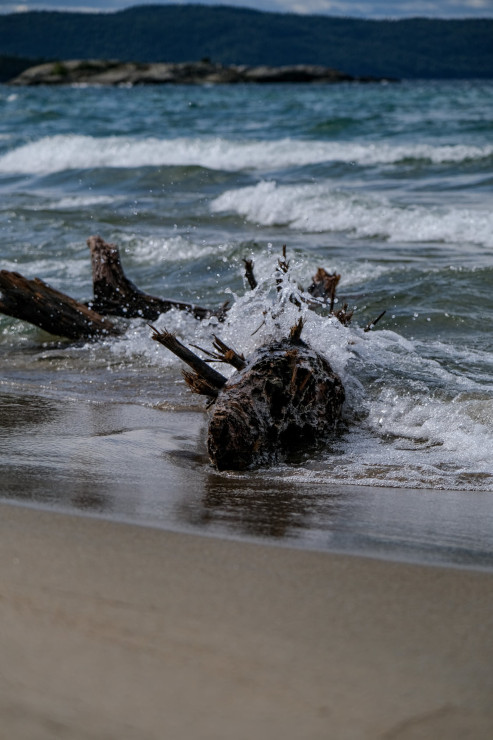 Un tronc d'arbre échoué sur la plage en gros plan